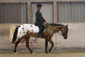 20_APHA-ApHC Hunter Under Saddle